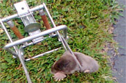 Mole Trapped